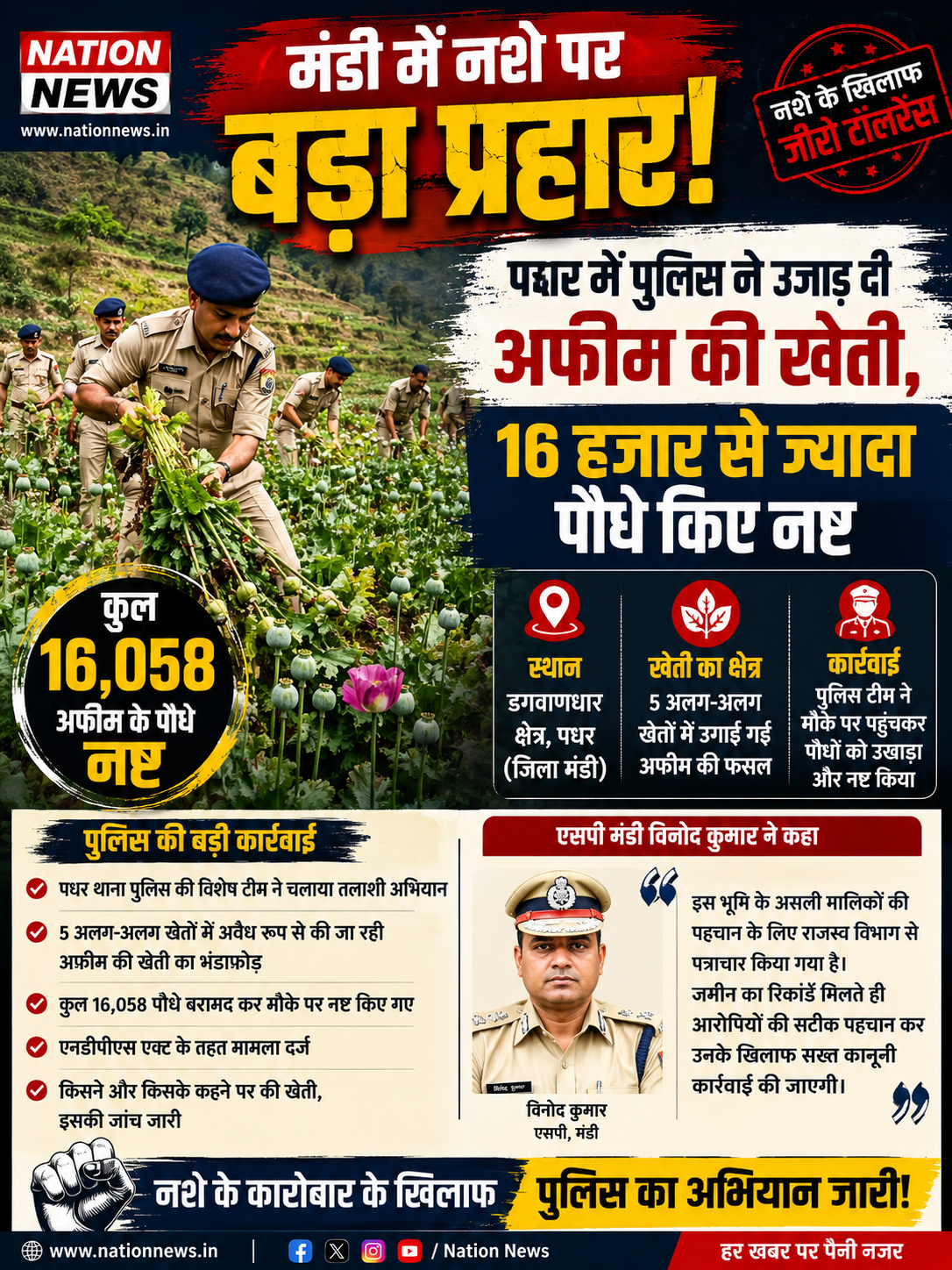 मंडी में नशे पर बड़ा प्रहार!  पधर में पुलिस ने उजाड़ दी अफीम की खेती, 16 हजार से ज्यादा पौधे किए नष्ट 